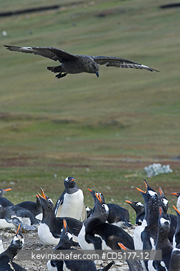 PENGUINS, GENTOO: Falkland Skua searches Gentoo Penguin colony for food, Falkland Islands