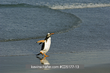 PENGUINS, GENTOO: Gentoo Penguin (Pygoscelis papua)  Falkland Islands