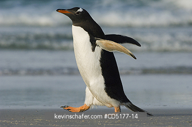 PENGUINS, GENTOO: Gentoo Penguin (Pygoscelis papua)  Falkland Islands