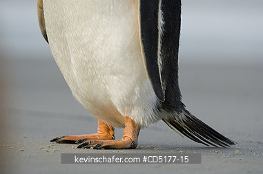 PENGUINS, GENTOO: Feet of Gentoo Penguin (Pygoscelis papua)  Falkland Islands