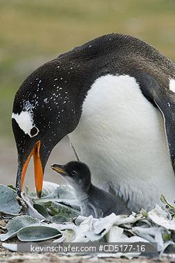 PENGUINS, GENTOO: Gentoo penguin (Pygoscelis papua) and chick, Falkland Islands