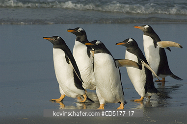 PENGUINS, GENTOO: Gentoo penguin (Pygoscelis papua), Falkland Islands