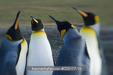 PENGUINS, KING: King Penguins (Aptenodytes patagonicus) (Blurred)  Falkland islands