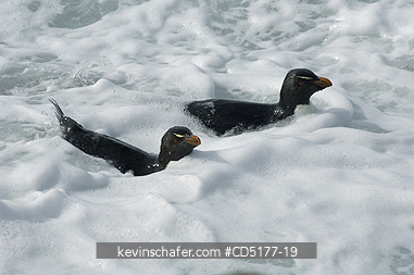 PENGUIN, ROCKHOPPER: Rockhopper Penguins (Eudyptes chrysocome) in surf, Falkland Islands