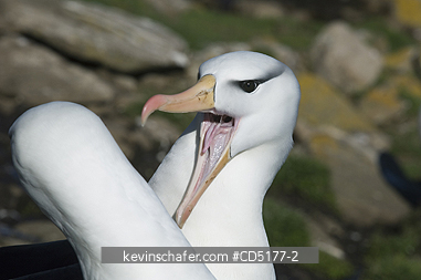ALBATROSS, BLACK BROWED: Black-browed Albatross (Thalassarche melanophris) Courting pair, Falkland Islands