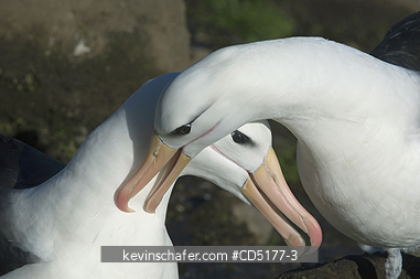 ALBATROSS, BLACK BROWED: Black-browed Albatross (Thalassarche melanophris) Courting pair, Falkland Islands