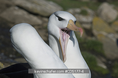 ALBATROSS, BLACK BROWED: Black-browed Albatross (Thalassarche melanophris) Courting pair, Falkland Islands