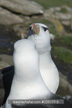 ALBATROSS, BLACK BROWED: Black-browed Albatross (Thalassarche melanophris) Courting pair, Falkland Islands