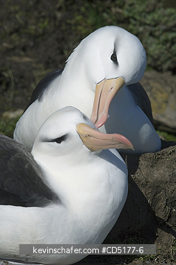 ALBATROSS, BLACK BROWED: Black-browed Albatross (Thalassarche melanophris) Courting pair, Falkland Islands