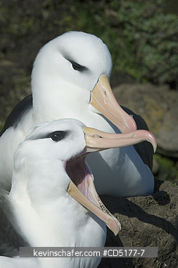 ALBATROSS, BLACK BROWED: Black-browed Albatross (Thalassarche melanophris) Courting pair, Falkland Islands