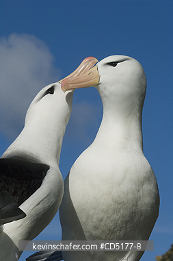 ALBATROSS, BLACK BROWED: Black-browed Albatross (Thalassarche melanophris) Courting pair, Falkland Islands