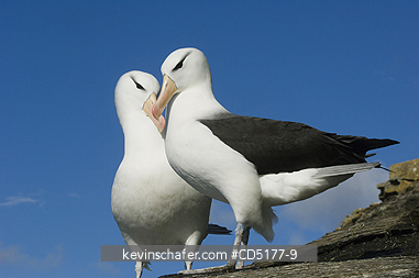 ALBATROSS, BLACK BROWED: Black-browed Albatross (Thalassarche melanophris) Courting pair, Falkland Islands