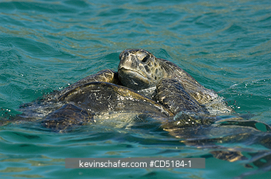 TURTLES, GREEN SEA: Green Sea Turtles mating (Chelonia mydas) Baltra Island, Galapagos