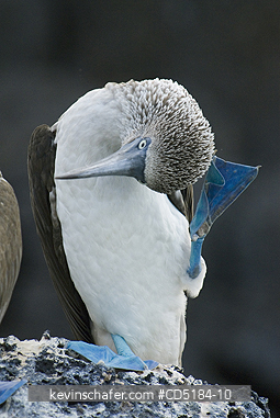 BOOBY, BLUE FOOTED: Blue-footed Booby scratching head, (Sula nebouxii), Galapagos Isl.