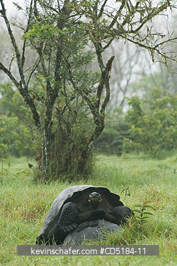 TORTOISES, GIANT GALAPAGOS: Giant Galapagos Tortoises mating, (Geochelone elephantopus), WILD  Santa Cruz Island, Galapagos
