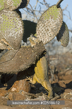 IGUANAS, GALAPAGOS LAND: Galapagos Land Iguana, (Conolophus subcristatus), N. Seymour Is., Galapagos, trying to eat Prickly Pear Cactus