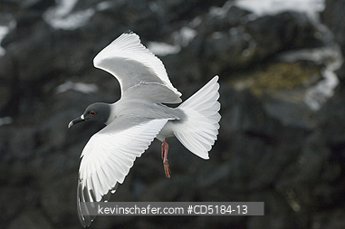 GULLS, SWALLOW TAILED: Swallow-tailed Gull, (Creagrus furcatus), Endemic, in flight, Galapagos Is.