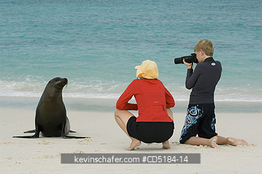 SEA LIONS, GALAPAGOS: Galapagos Sea Lion, (Zalophus wollebaeki), with Tourists, GALAPAGOS IS.