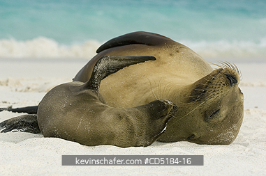 SEA LION, GALAPAGOS: Galapagos Sea Lions, (Zalophus wollebaeki), Mother and baby, GALAPAGOS IS.
