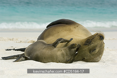 SEA LIONS, GALAPAGOS: Galapagos Sea Lions, (Zalophus wollebaeki), Mother and baby, GALAPAGOS IS.