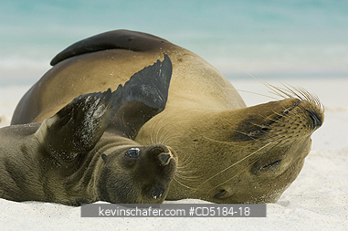 SEA LIONS, GALAPAGOS: Galapagos Sea Lions, (Zalophus wollebaeki), Mother and baby, GALAPAGOS IS.