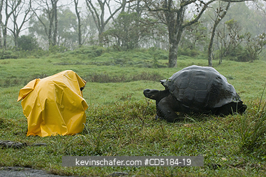 TORTOISES, GIANT GALAPAGOS: Giant Galapagos Tortoise, (Geochelone elephantopus), WILD with tourist, Santa Cruz Island, Galapagos, Ecuador