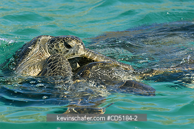 TURTLES, GREEN SEA: Green Sea Turtles mating (Chelonia mydas) Baltra Island, Galapagos