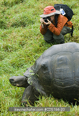 TORTOISES, GALAPAGOS : Giant Galapagos Tortoise, (Geochelone elephantopus), WILD with tourist, Santa Cruz Island, Galapagos