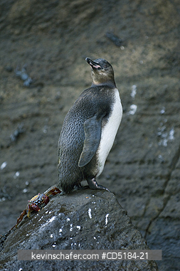 PENGUINS, GALAPAGOS: Galapagos Penguin, (Spheniscus mendiculus), and crab, Juvenile, Galapagos Islands
