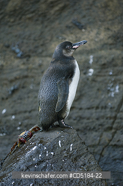 PENGUINS, GALAPAGOS: Galapagos Penguin, (Spheniscus mendiculus), and crab, Juvenile, Galapagos Islands