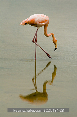 FLAMINGOS, GREATER: Greater flamingo, (Phoenicopterus ruber), feeding, Santa Cruz Isl.,  GALAPAGOS, Ecuador