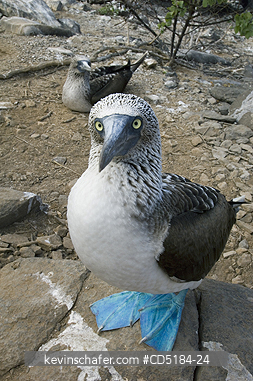 BOOBY, BLUE FOOTED: Blue-footed Booby, (Sula nebouxii), Espanola island, Galapagos Islands