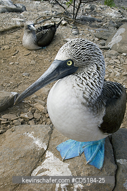 BOOBY, BLUE FOOTED: Blue-footed Booby, (Sula nebouxii), Espanola island, Galapagos Islands