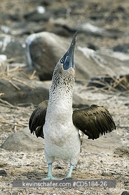 BOOBY, BLUE FOOTED: Blue-footed Booby, (Sula nebouxii), displaying, Galapagos Islands