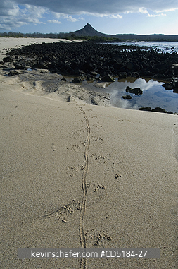 GALAPAGOS, SCENIC: Galapagos Is. Santa Cruz island, Marine Iguana tracks in sand.  