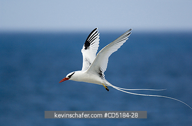 TROPICBIRDS: Red-billed Tropicbird in flight, (Phaethon aethereus), Galapagos Islands, Ecuador