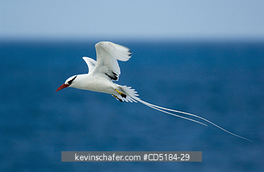 TROPICBIRDS: Red-billed Tropicbird in flight, (Phaethon aethereus), Galapagos Islands, Ecuador
