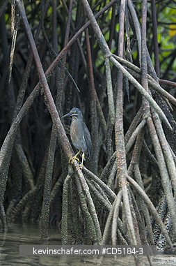 HERONS: Striated Heron, (Butorides striata), on red mangrove roots, Santa Cruz Is., Galapagos