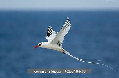 TROPICBIRDS: Red-billed Tropicbird in flight, (Phaethon aethereus), Galapagos Islands, Ecuador