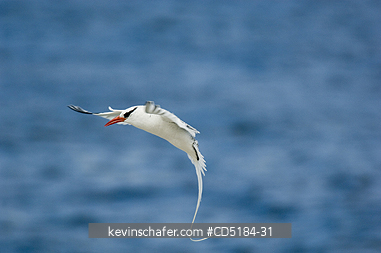 TROPICBIRDS: Red-billed Tropicbird in flight, (Phaethon aethereus), Galapagos Islands, Ecuador