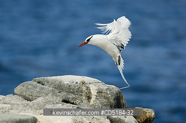 TROPICBIRDS: Red-billed Tropicbird in flight, (Phaethon aethereus), Galapagos Islands, Ecuador