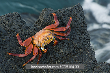 CRABS: Sally Lightfoot Crab, (Grapsus grapsus), on lava, GALAPAGOS, Ecuador