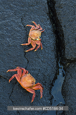 CRABS: Sally Lightfoot Crab, (Grapsus grapsus), on lava, GALAPAGOS, Ecuador