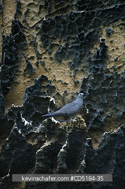 NODDY: Brown Noddy, (Anous stolidus), roosting on eroded rock, Isabela Is. GALAPAGOS