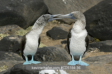 BOOBY, BLUE-FOOTED: Blue-footed Booby, (Sula nebouxii), courting behavior, Galapagos Islands