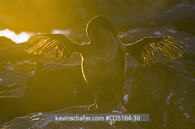 CORMORANTS: Galapagos flightless Cormorant, (Nannopterum harrisi), Fernandina Is. 