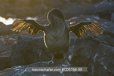 CORMORANTS: Galapagos flightless Cormorant, (Nannopterum harrisi), Fernandina Is. 