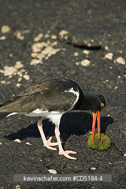 OYSTERCATCHER: American Oystercatcher, (Haematopus palliatus), with sea urchin, Galapagos