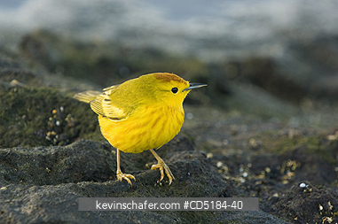 WARBLERS: Yellow Warbler, (Dendroica petechia), Santiago Island, GALAPAGOS, feeding on intertidal zone (possibly Mangrove Warbler race)