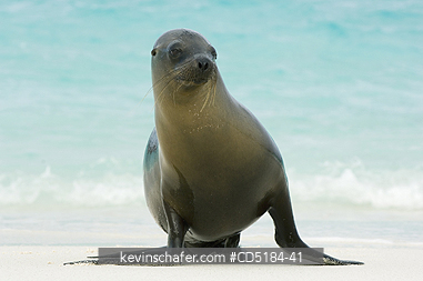 SEA LIONS, GALAPAGOS: Galapagos Sea Lion, (Zalophus wollebaeki), In sand, Hood Is., Galapagos